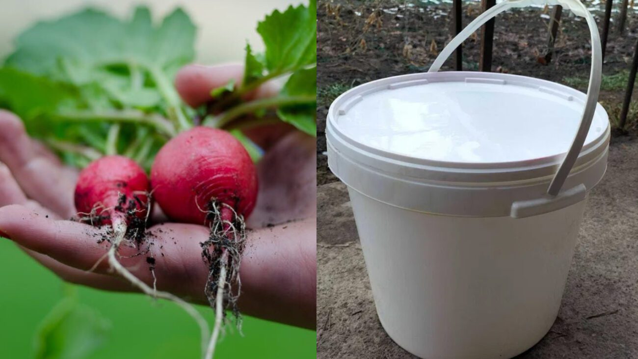Як висадити редиску у відрі на балконі квартири
