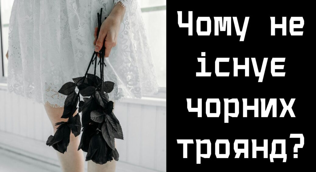 Чому чорні троянді насправді не чорні? Селекціонери пояснили, чому немає на 100% чорних квітів 