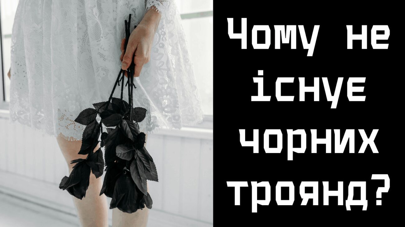 Селекціонери пояснили, чому чорних троянд не існує в природі