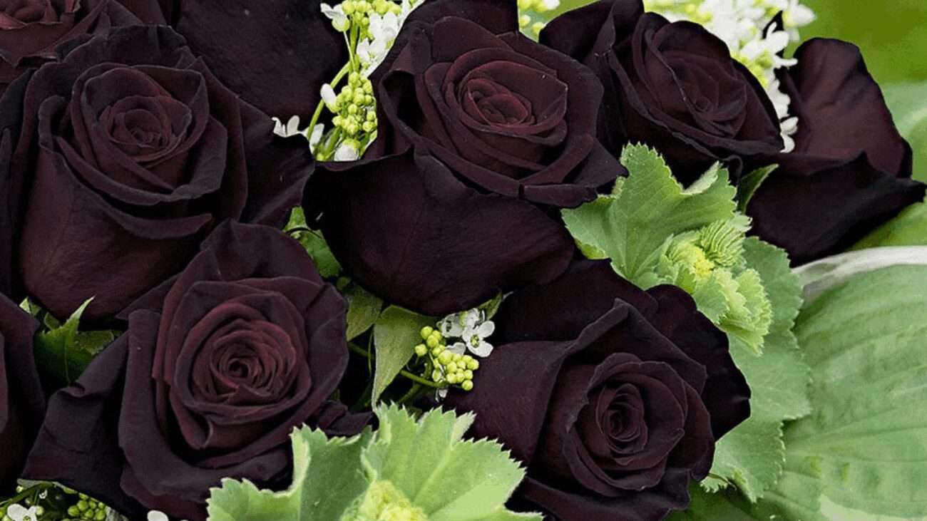 Селекціонери пояснили, чому чорних троянд не існує в природі