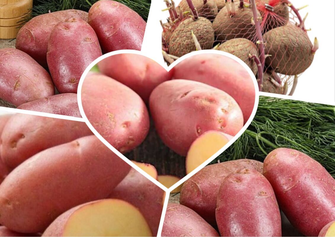 Садівники пояснили, який сорт картоплі приносить до 18 бульб з 1 куща