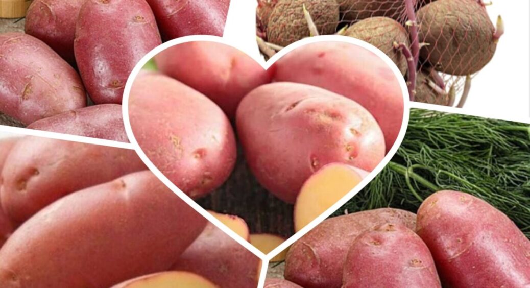 До 18 картоплин з одного куща: високоврожайний сорт рожевої картоплі вже доступний в Україні 