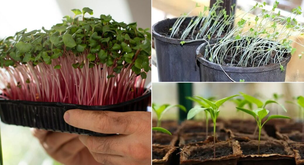 7 помилок, через які розсада витягується як нитка: дачникам знати як “Отче Наш” 