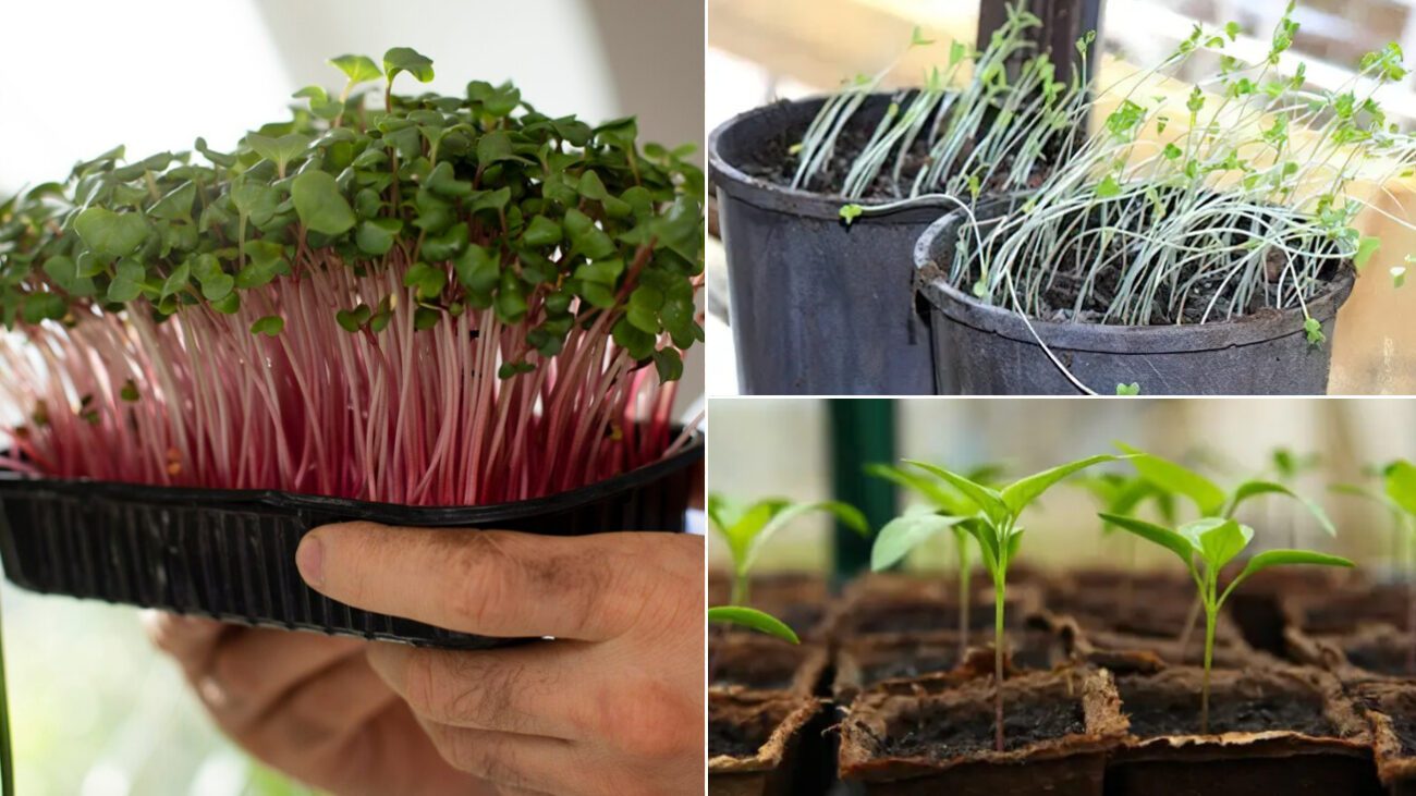 Що робити, якщо розсада витягнулася