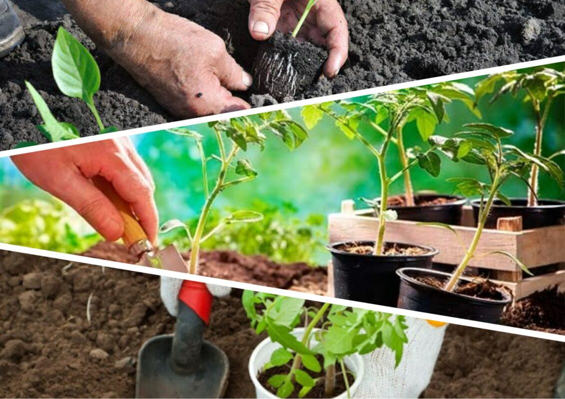 Коли висаджувати розсаду у червні