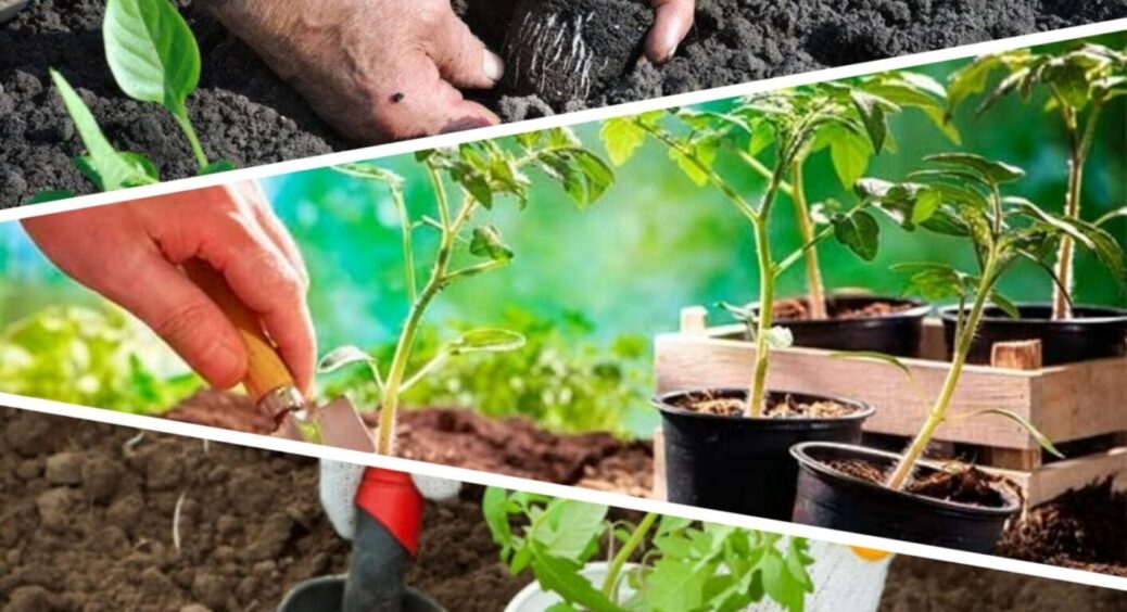 Ніколи не пересаджуйте розсаду на грядки до “знакового” дня: ось коли в 2025-му можна це робити 