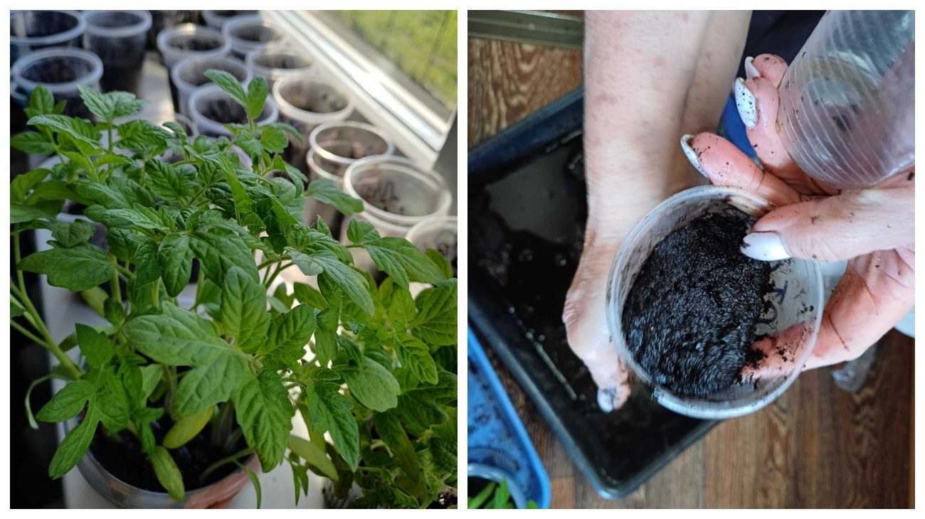 Садівники пояснили, як відновити надмірно залиту водою розсаду