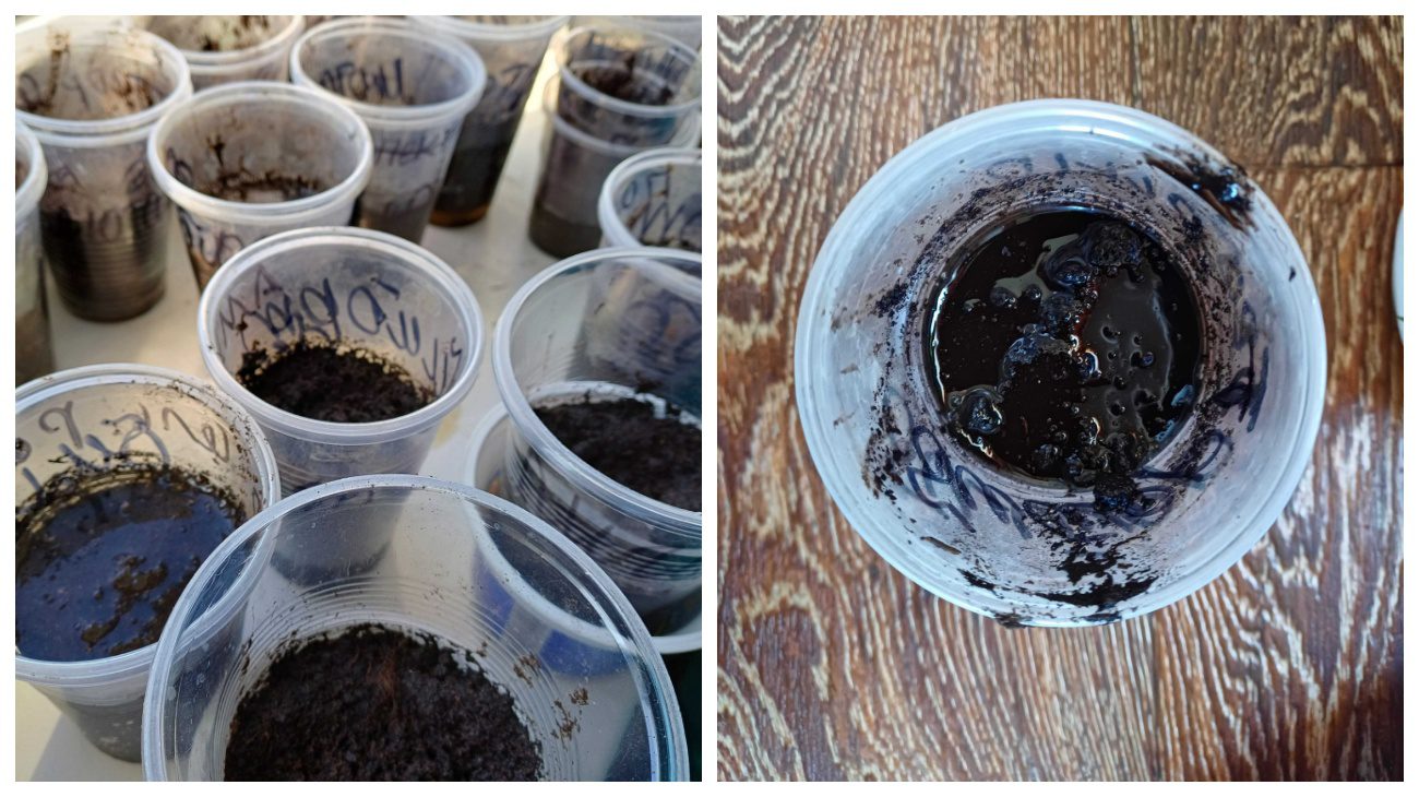 Садівники пояснили, як відновити надмірно залиту водою розсаду