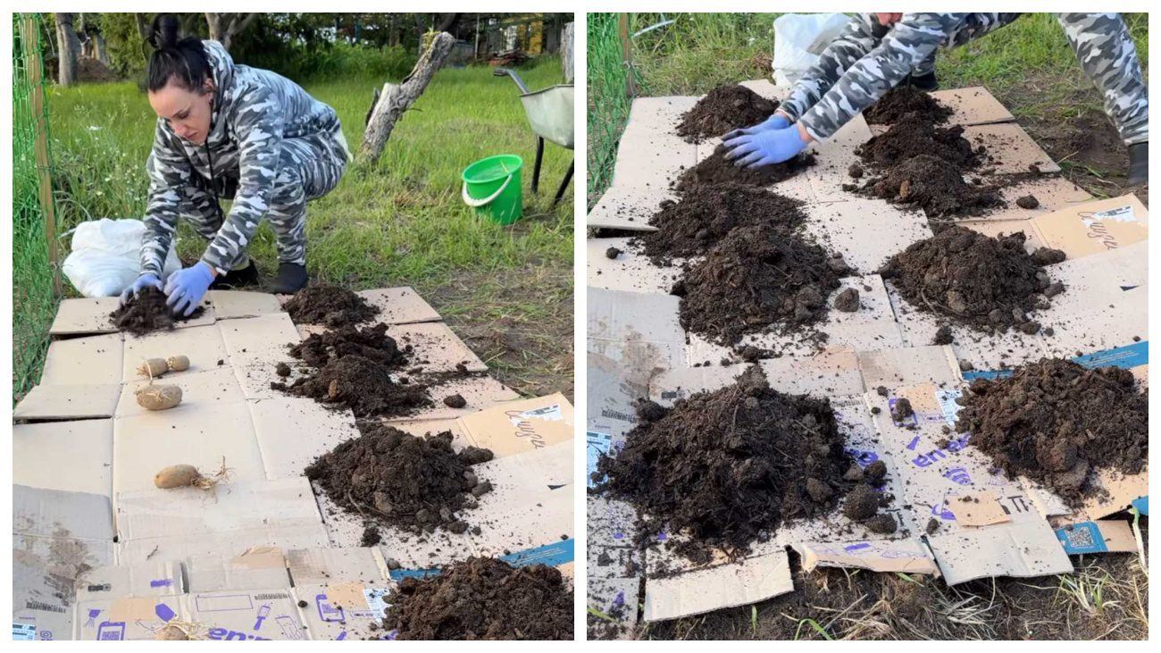 Сучасні садівники показали, як садити картоплю без закопування в землю