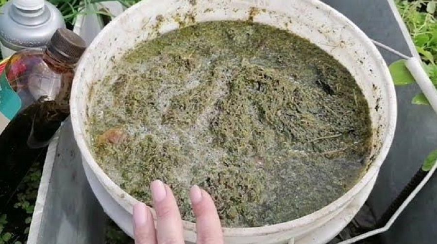 Агрономи розповіли, як приготувати добриво для кабачків самостійно