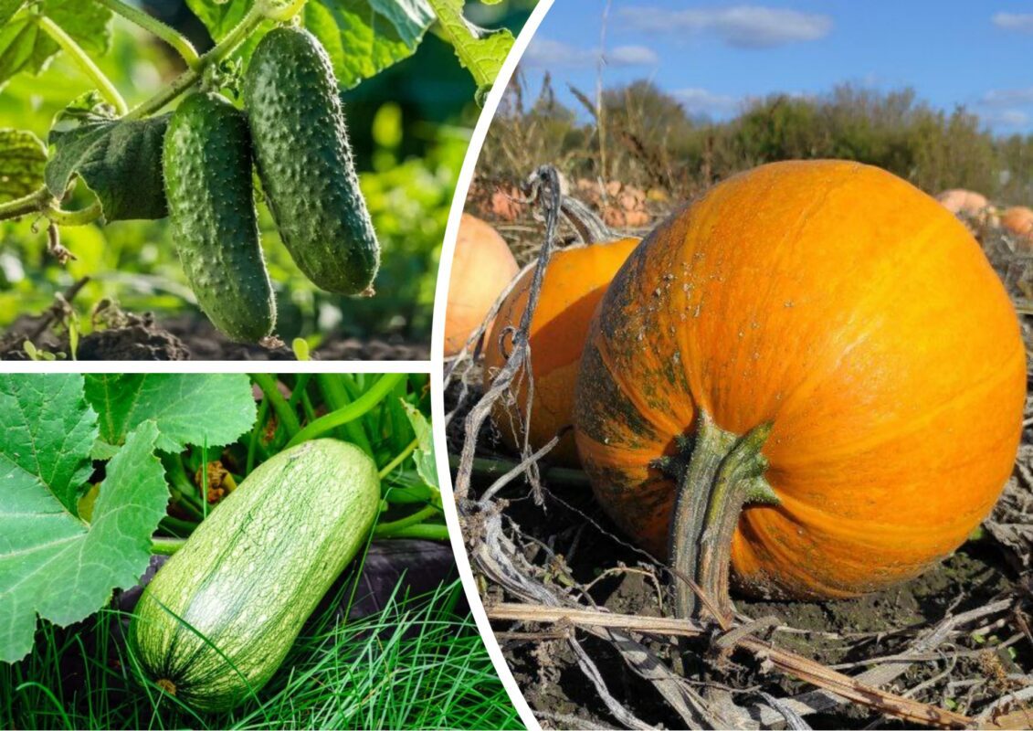 Овочеві, які не можна підживлювати селітрою