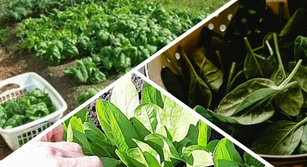 Шпинат розростається на очах: кожного року роблю з грядкою це – працює, наче годинник 