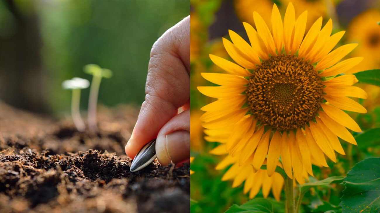В які дні тижня садити городину