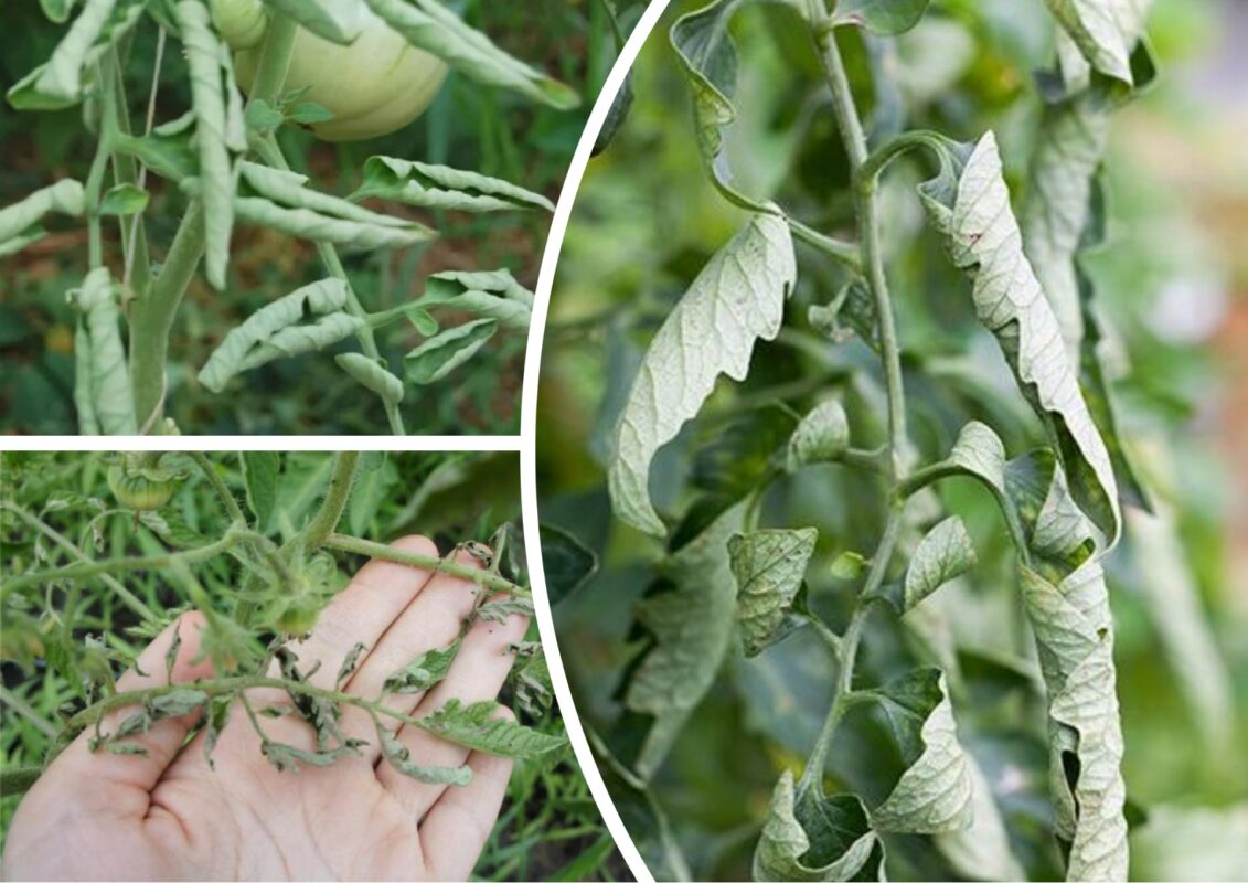 Чому скручуються листочки у помідорів