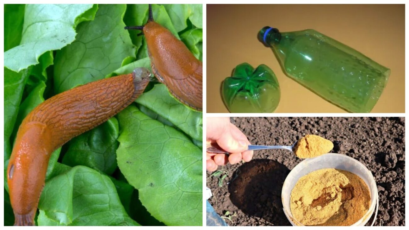 Як позбутися слимаків із городу