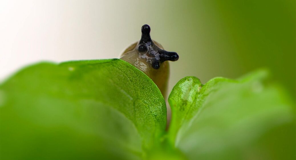 У листопаді 1 ложку у воду – і слимаки розповзуться геть: порятунок майбутнього врожаю 