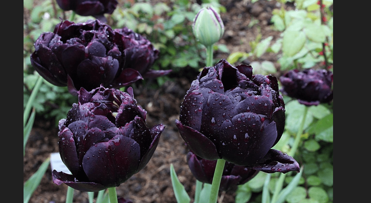 Квітникарі назвали три півонії, які вразять своєю красою