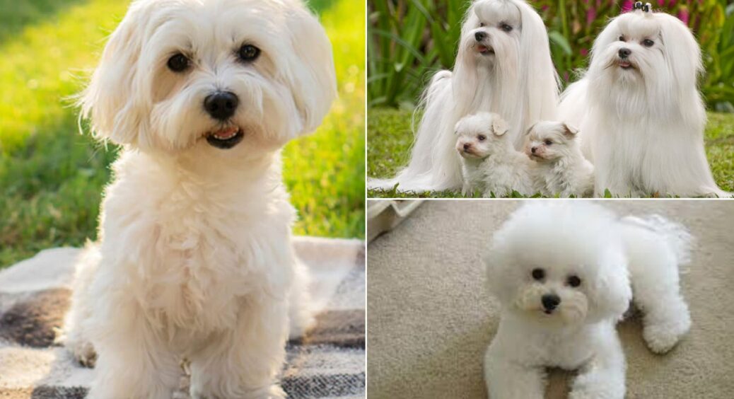 5 порід собак для любителів лежати на дивані: активні прогулянки – не для них, як і не для вас 