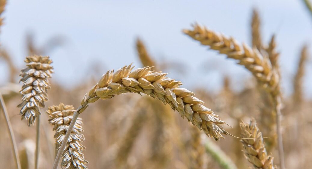 2 сорти пшениці, які не бояться ні посухи, ні холодних ночей – на Франківщині обирають лише їх 
