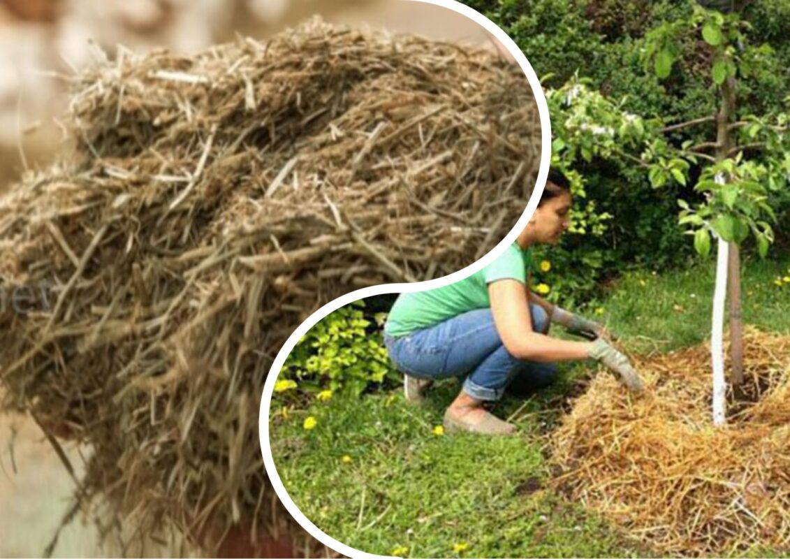 Чи можна мульчувати дерева сіном