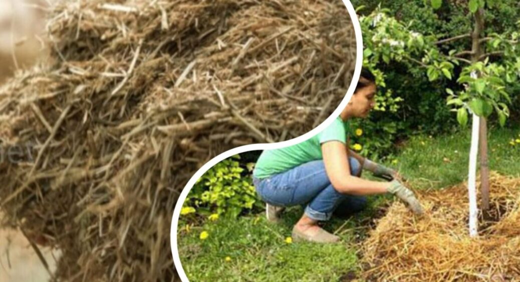 Нищівне фіаско: мульча з сіна виявилась помилкою під час спеки – ще є час повчитися на помилках 