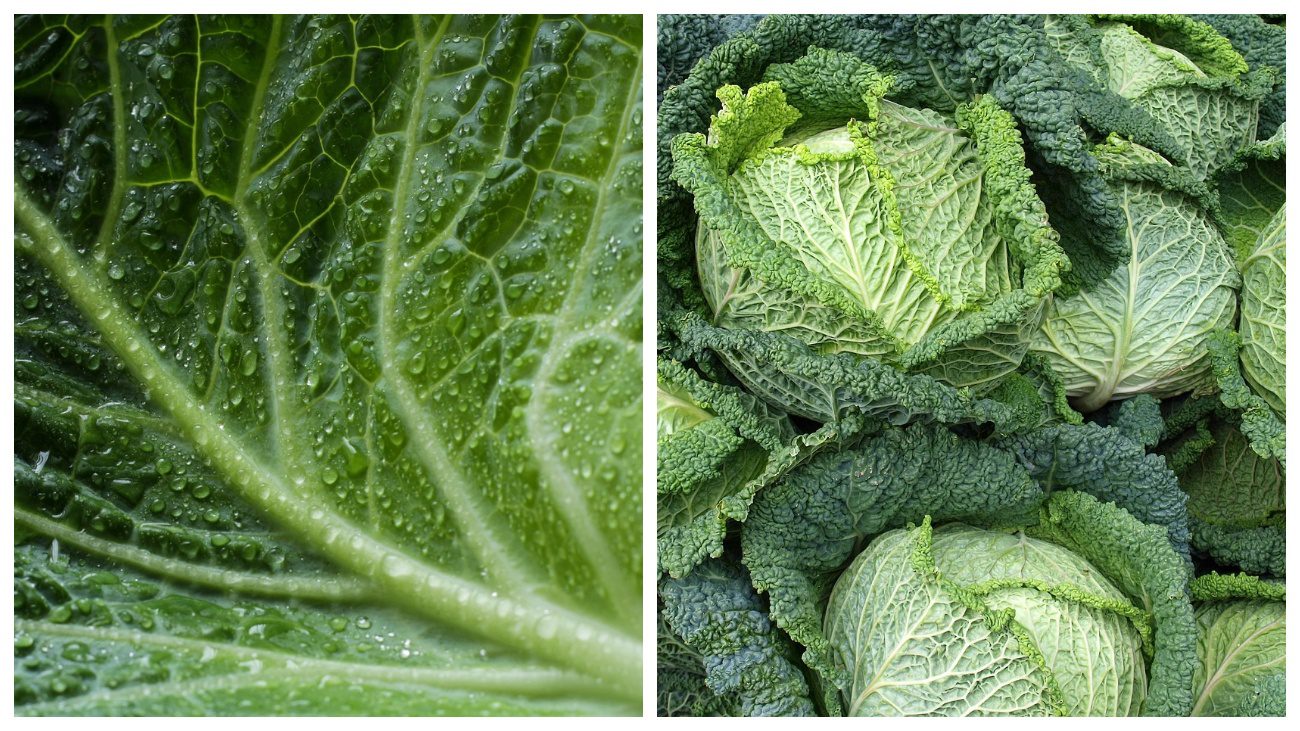 Городник назвав 5 сортів найсмачнішої капусти для українських городів 