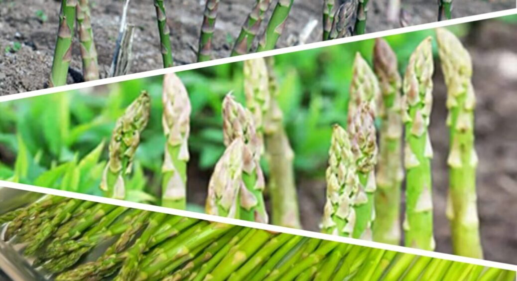 Уманські селяни не знають, куди дівати спаржу: висадили кілька років тому й збирають стручки 