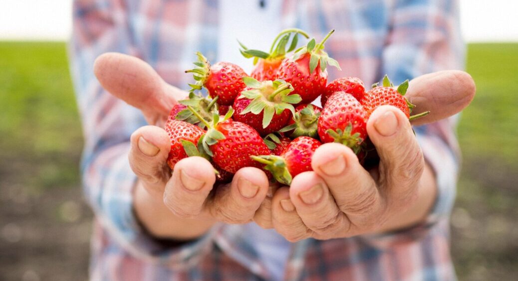 Зберете величезні ягоди влітку, якщо зробите це навесні: 4 правила догляду за полуницею 