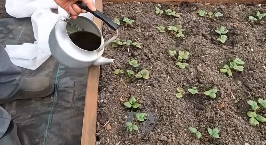 Діють миттєво: як приготувати 2 найшвидші супер-підгодівлі для городу – це ноу-хау від киян 