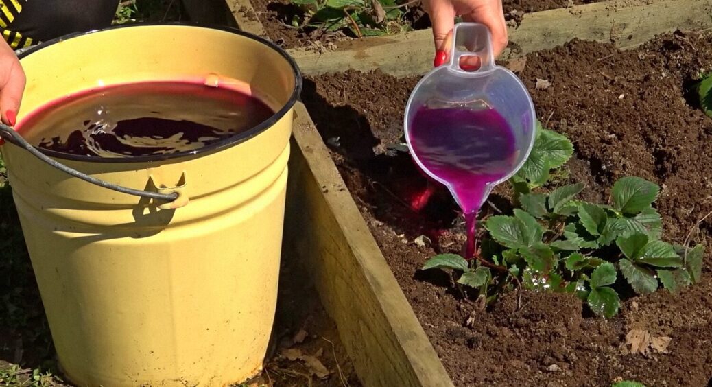 Ллєте це на полуницю — збираєте по 3 відра врожаю з грядки: секрет ефективного добрива 