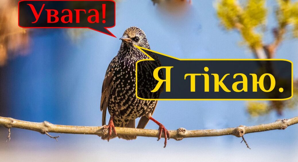 Шпаки біля черешні більше не з’являтимуться: 1 ефективний лайфхак проти шкідників 