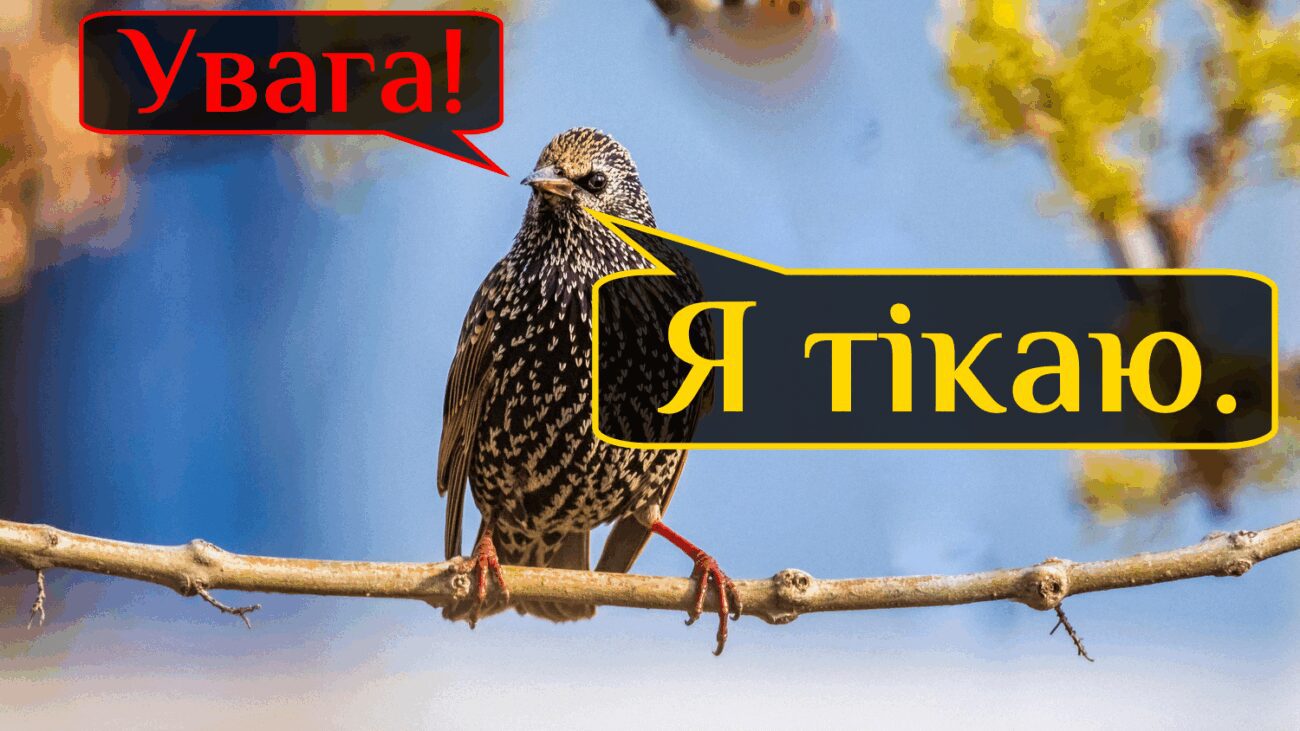 Садівники назвали один ефективний спосіб захистити черешні від шпаків