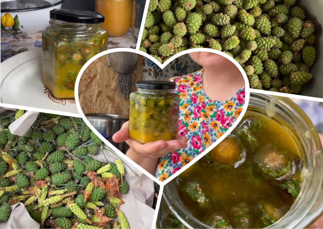 Блогерка показала, як зробити сироп від кашлю зі свіжих соснових шишок