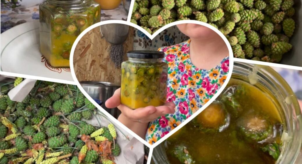 Сироп від кашлю можна знайти в лісі, але йти по нього слід уже зараз: до 1 червня 