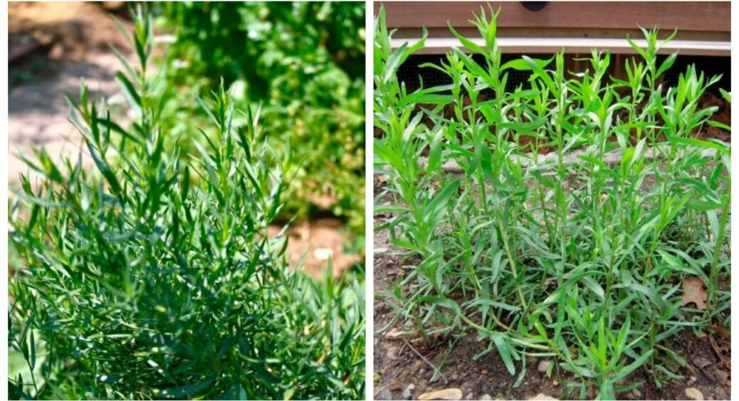 Цей “Байкал” допомагає при авітамінозах і його можна додавати в чай: садимо на городі тархун 