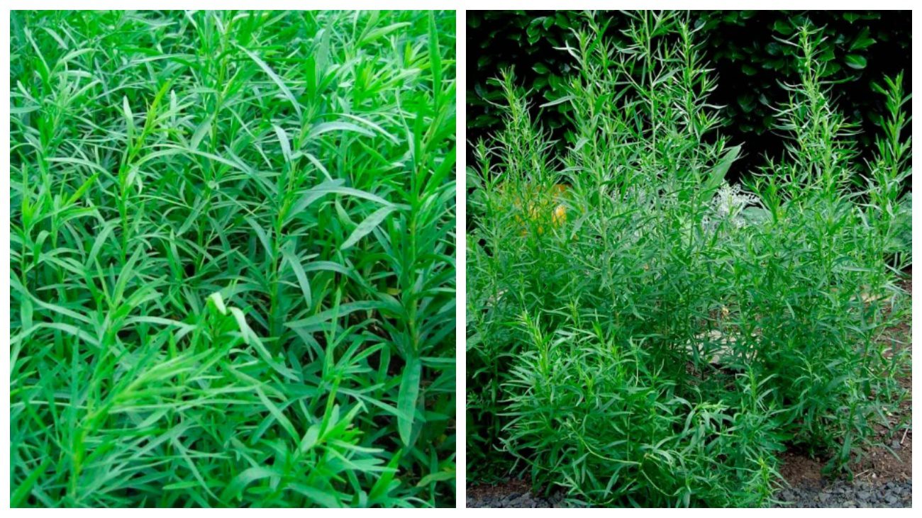 Садівники пояснили, який сорт тархуну нагадує точний смак Байкалу