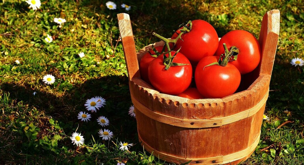 Обираю тільки ці: 3 сорти помідорів для приготування томатного соку – мій фаворит в сезоні 2025 