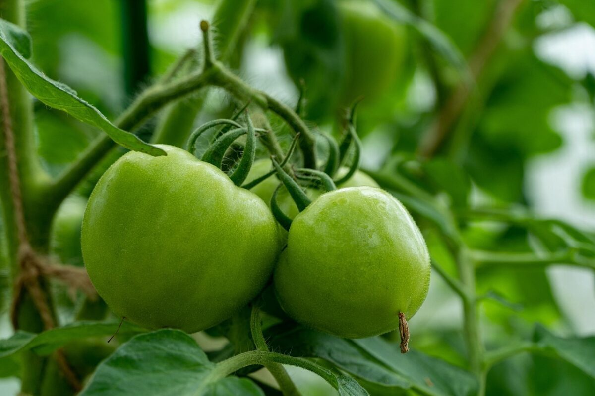 Агрономи назвали сорти помідорів, які дають високу врожайність