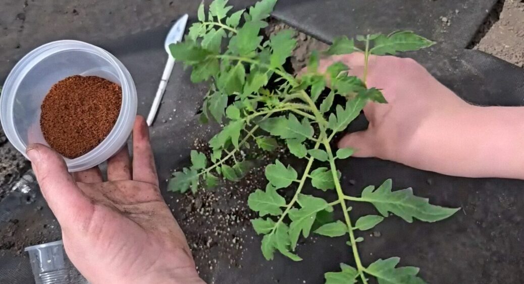 Додайте це в ґрунт під розсаду томатів, і врожай збільшиться у 2 рази: перевірене добриво 