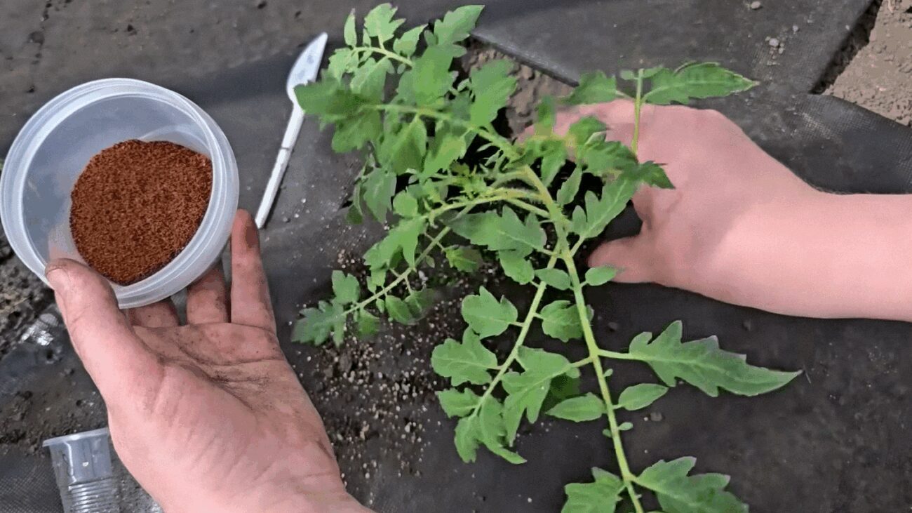 Фермери назвали просту підживку, яка збільшує врожай томатів у декілька разів