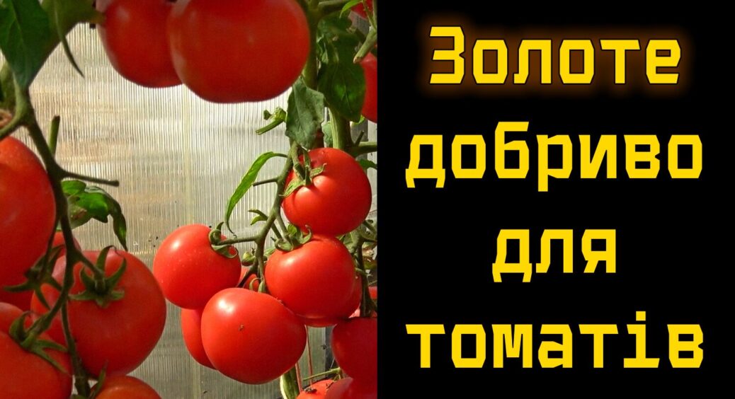 На Чернігівщині збирають по 20 кг помідорів з куща: секрет урожайності в цьому добриві 