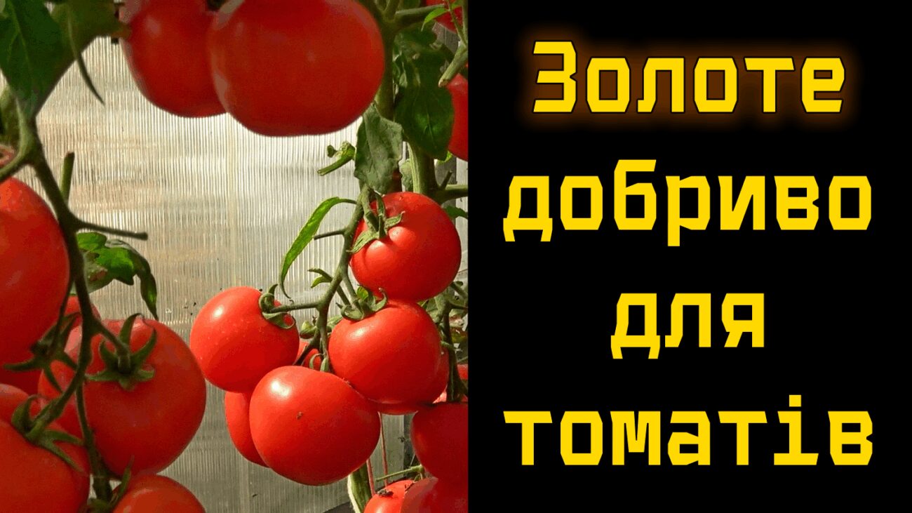 Фермери з Чернігівщини розповіли, як в рази збільшити врожайність томатів