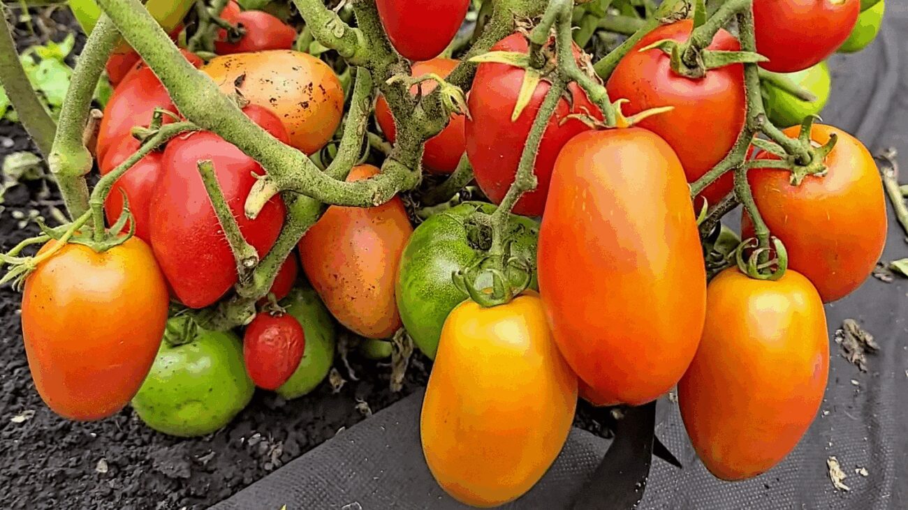 Городниця згадала старий рецепт підживлення томатів, який незаслужено забули