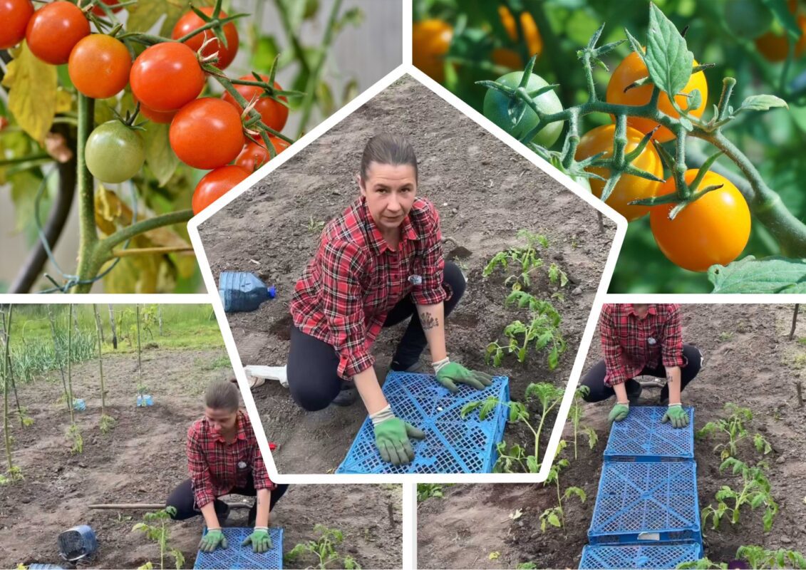 Садівники пояснили, що обов'язково слід класти між рядами з помідорами