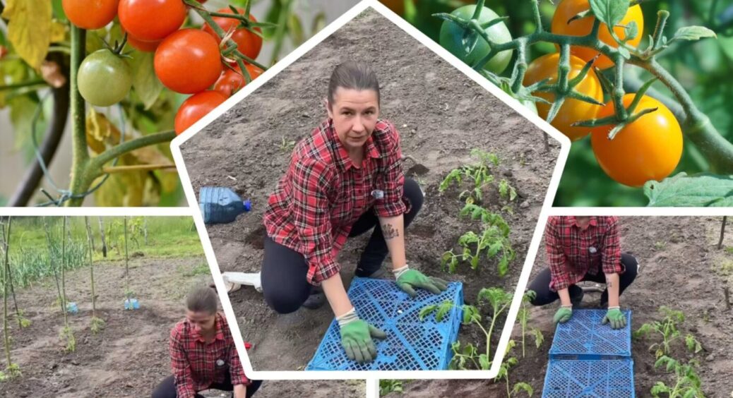 Садимо низькорослі томати: 1 річ, яку обов’язково потрібно ставити між рядами таких помідорів 