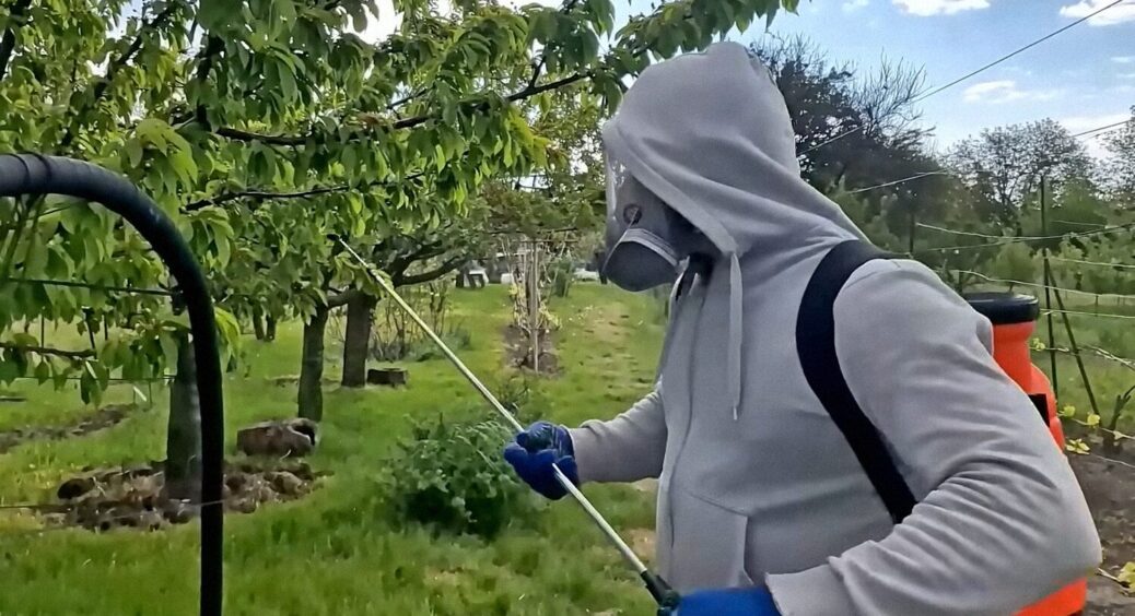Обробка кісточкових фруктових дерев: 4 засоби для обприскування персиків, черешень та слив 