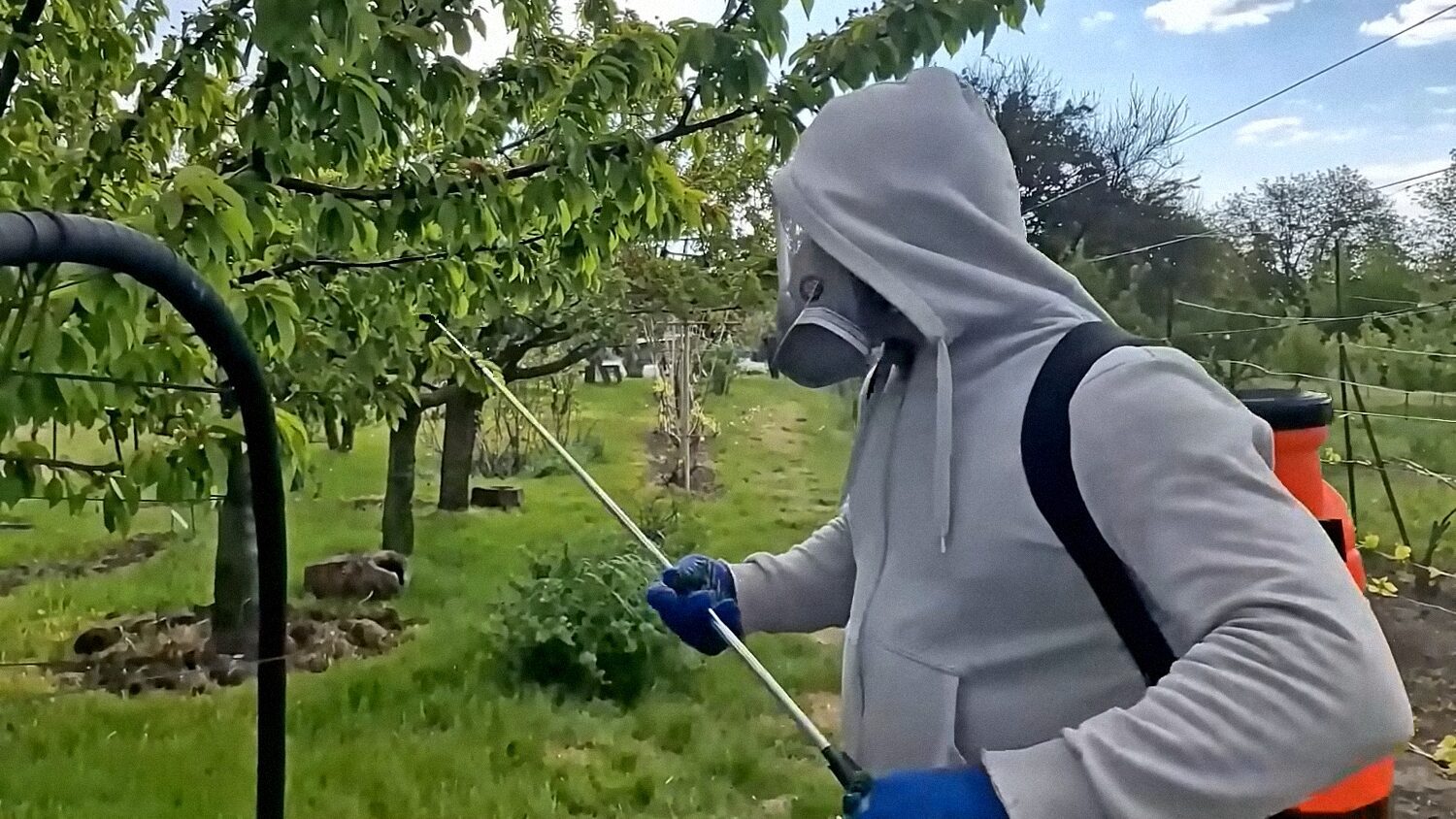 Садівники назвали 4 засоби для обробки персиків, черешень, слив і вишень
