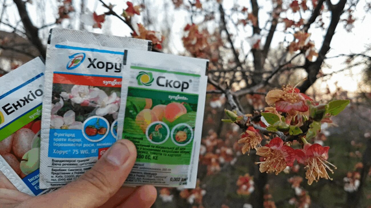 Садівники назвали 4 засоби для обробки персиків, черешень, слив і вишень