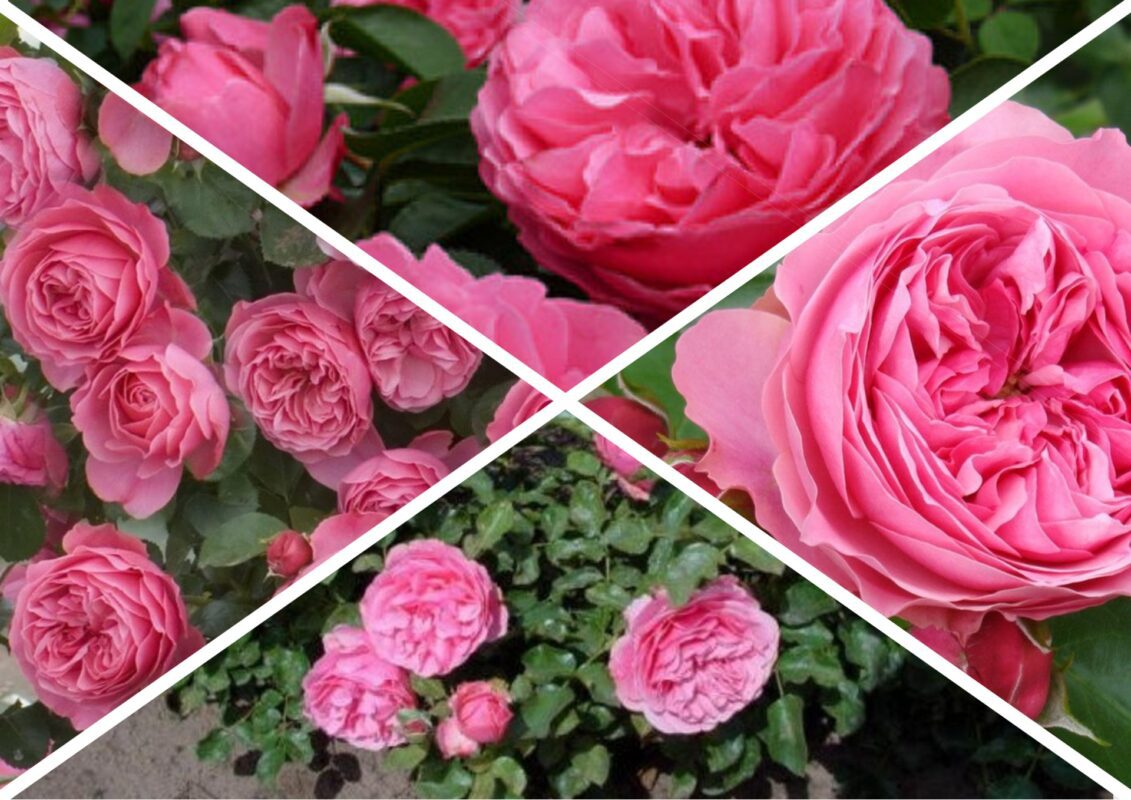 Якщо кущові троянди, то Леонардо да Вінчі