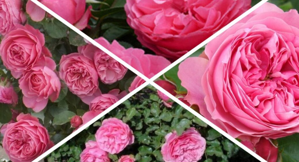 Майже метр заввишки: сорт кущових троянд, що дає до 40 бутонів без особливого догляду 